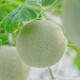 Shouhe green-fleshed cantaloupe seeds for winter and spring sweet all-season planting reticulated melon seeds emerald honey melon seeds 10 capsules