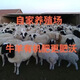 40Jin Jin is equal to 0.5kg. Pure sheep manure organic fertilizer for growing vegetables and flowers. Universal fermented chicken manure orchard nutrient soil. 29.9Jin Jin is equal to 0.5kg. No root burning, no insects and no smell. Inner Mongolia fermented pure sheep manure. 99 items left in the event.