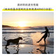 Nikon Z 24-70mm f/2.8 S standard zoom lens (large ternary) micro-single camera suitable for