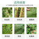 Guoguang Huixiu 32.5% azoxystrobin citrus watermelon rice sheath blight anthracnose leaf spot pesticide fungicide