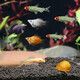 Qingqing Natural Ornamental Fish Tropical Fish Red Nose Scissors Mary Ball Golden Beard Golden Conch 30 Fish Tank Ecological Package C