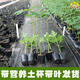 Dwarf papaya seedlings, fruit papayas, red-fleshed papaya seedlings, large green papaya seedlings that bear fruit in all seasons of the year, potted courtyard, 4 dwarf papaya seedlings (10 cm high), free reissue after receiving dead seedlings (with cups and leaves)