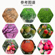 Senhuo Jinbang 8% Aminobutanol Lawn Seedlings, Garden Vegetables, Orchid Flowers, Drought and Cold Resistance, Stress-Resistant Green Growth Regulator