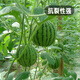 Fengming Yashi early-maturing greenhouse seeds for all seasons thin-skinned gift watermelon seeds pink-flesh red unicorn watermelon seeds 50 capsules