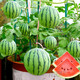 Farmer's Son Rock Sugar Kirin Watermelon Seed 8424 Seedlings Watermelon Seeds Southern Seeds Fruit Hanging Melon Home Planting Hand Treasure Potted Small Watermelon Seeds 20 capsules