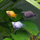 Green and natural Ornamental Fish Tropical Fish Red Nose Scissors Mary Ball Golden Bearded Vajra Snail 30 Fish Tank Ecological Package C