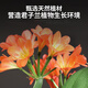 Shangyang Clivia special nutrient soil 8L (five-in-one) gardening potted flower growing organic peat soil matrix flower soil