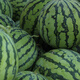 New varieties of Beishu Kirin watermelon seeds, Lazy Man, Southern Meidu watermelon seeds, Zaojia 8424 watermelon seeds, 30 capsules/bag