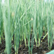 
Vegetable seed set collection Shandong Shouguang Rapeseed Collection Various vegetable seeds [Hui] About 1,050 small onion seeds in farmhouse