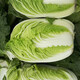 Shouhe Chinese cabbage seed seedlings, winter and spring vegetable seeds for field planting, Weiyu Qiubao cabbage seeds 10g*5 bags