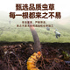 Juhe Taitou Cordyceps Regalos Regalos de regalos de regalos Año Nuevo para vacaciones Ancianos y ancianos Tonic Suplementos nutricionales [4 palos/g 40 palos-10 gramos] Recomendación de regalos