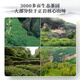 曦瓜乌龙茶甄选武夷岩茶肉桂特级153g 中火礼盒装 