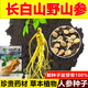Changbai Mountain ginseng seeds, wild ginseng seeds, easy to grow Chinese medicinal materials in all seasons, easy to live indoor flower pots, ginseng seeds, shipped without buds, selected 1 small bag, about 20 capsules