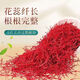 Beijing Tongrentang [Black Friday] Extra-grade saffron authentic Iranian non-Tibet 0.3g (gifts for elders) imported original First new flower - double supplement of qi and blood First new flower: 1 bottle of saffron [preliminary conditioning