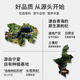 Pure tillage wolfberry raw slurry 1 box each + ginseng wolfberry raw slurry gift box (3 boxes in total) Mid-Autumn Festival gift home pack