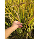 Authentic and delicious rice seeds that can be planted, upland rice seeds, upland rice fragrant rice, upland rice seeds, glutinous rice seeds, national approved direct-seeded upland rice seeds, dry land large fields, bulk name, simple packaging, semi-Jin Jin, equal to 0.5 kilograms, 250 grams