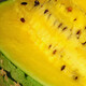 Shouhe Yellow Flesh Watermelon Seeds Yellow Heart Gift Type Yellow Flesh Shouguang Melon Winter and Spring Home Garden Melon Seeds Yellow Flesh Xiaolan Watermelon Seeds 10 capsules x 3 packs