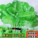 
Large round leaf glutinous rice amaranth seeds green leaf amaranth four seasons farm vegetable seeds green rapeseed amaranth special tender amaranth [fresh and delicious] seeds essence three bags [cut and long] about 15,567 pills