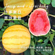 Long-cultivation lazy man watermelon seeds extra large seedless 8424 watermelon seedlings super sweet southern unicorn watermelon fruit and vegetable seeds hybrid golden queen watermelon seeds 200 original