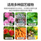Basemanwei Urea Nitrogen Fertilizer Flowers, Vegetables and Fruit Trees Potted Planting Cauliflower Household Potted General Fertilizer Chemical Fertilizer Compound Fertilizer Urea (Nitrogen Fertilizer) 3Jin Jin is equal to 0.5 kg