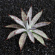 
ZKHE agave potted plant Blue Whale Nin Crown Auspicious Crown Takith Thunder Succulent Succulent Plant Combination Pot Plant Princess Thunder White Middle Spot Single Head 4-5cm Naked Root Without Soil