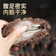 Dongshang Yupin Sea Cucumber Ready-to-Eat Dalian Fresh Wild Liao Sea Cucumber Solid 75% Seafood Gift Box Single New Year Goods 500g 16-19 Pieces/Jin Jin is equal to 0.5 kg