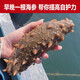 Dong Erpang Organic Dalian Sea Cucumber Fresh Sea Cucumber Ready-to-Eat No-Wash Individually Packed Gift High-Quality Fresh Aquatic Products 7A 7-9 pieces/1Jin Jin is equal to 0.5kg 2Jin Jin is equal to 0.5kg (SF Cold Chain Preservation)