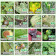 Baitai Germany, Azolefen and Desenlian, Grape, Citrus, Cucumber, Pepper, Downy Mildew, Scab, Anthracnose Fungicide 100g