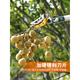 Germany Yinlong Island fruit picking lychee and bayberry fruit picking artifact fruit tree scissors high-altitude telescopic multi-functional fruit picker high branch shears thickened aluminum alloy 1.3-2.3 meters telescopic large blade model comes standard