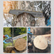 
Deyun chain saw logging electric chain saw chain saw rechargeable lithium battery brushless electric high power saw tree artifact electric farm tool DY blue 12-inch heavy load 718TV1 electric 1 charge + 2 chain