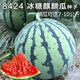 8424 Rock Sugar Kirin Watermelon Seeds, Super Sweet, High Yield, Early Maturity, Crispy Watermelon King Seeds, Four Seasons Fruit Seeds, 5 packs of 8424 seeds, 240 capsules