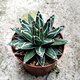 Agave family series of snow, auspicious crowns, five colors, and other succulent plants, garden potted plants, Maikele, snow, 14-15cm