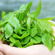 Happy Po, Qingqian Willow Buds et laisse 125 g de thé de santé, Zhangjiajie, Hunan, Qingqian Willow Leaf Tea, Jinliu, Qingqian Willow 125G
