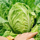 Shouhe Chinese cabbage seed seedlings, winter and spring vegetable seeds for field planting, Weiyu Qiubao cabbage seeds 10g*5 bags