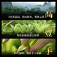 Song Huang Milan Xiang Tee Oolong Tea Phoenix Dantong Tee Tanzong Tee Mingqianchun Tee Enterprise Geschenk Geschenke Geschenke Geschenkboxed 6G2 Dosen mit mirillierter kostenloser Geschenk