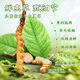 [Tibet Straight Hair] Authentic First Fresh Cordyceps 2025 Selected High Altitude Fresh Cordyceps SF Cold Chain 0.4-0.5gSpecifications 100 Roots