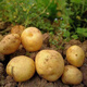 Jingdida Shandong small potatoes net weight 9Jin Jin is equal to 0.5kg, single fruit is more than 100g, fresh vegetables, potatoes, straight from the source