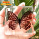 Shanye Butterfly Specimen Real Butterfly Butterfly Insect Animal Resin Specimen Box Natural Butterfly Ornament Photo Frame Decorative Fluorescent Yellow Brazilian Turtle