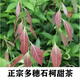 
My family Yutang Duosui Shi Ke Sweet Tea Wood Ginger Leaf Ke Sweet Tea Chongqing Liangping Specialty Tea Fragments 250g Non-green Money Willow Thorn Tea 1 bag 250g