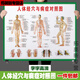 Miaopule human body acupoints high-definition illustrations complete traditional Chinese medicine health care human body meridian acupoints chart large wall chart whole body high-definition acupuncture points 017 human muscle and bone diagram pp glue can be peeled off and can be pasted 50x70 cm = 28 inches