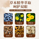 葵花叶黄素眼贴清凉舒爽冷敷眼贴膜学生长时间用眼男女通用30贴/盒 蓝莓叶黄素眼贴 30贴/盒