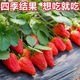 Jingyu Cream Big Strawberry Seedlings Potted Four-Season Strawberry Saplings Planted in the South and North will bear fruit in the same year. Cream Strawberry will bear fruit in four seasons. Cold-resistant and high-yielding seedlings. 12 ++pots+fertilizer.