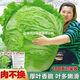 38 Jin Jin is equal to 0.5 kg. Overwintering Chinese cabbage seeds Shandong Chinese cabbage seeds. Chinese cabbage seeds are disease-resistant and high-yielding. Leafy cabbage. Original 5 packs (about 5000 grains) + Songpin. 38 Jin Jin is equal to 0.5 kg. Winter storage Chinese cabbage seeds.