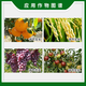 Qibao American Qibao 20% gibberellic acid 920 plant growth regulation grape jujube tree citrus growth regulation 1g 1g*1000 bags