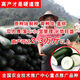 Pink-skinned giant winter melon seeds, extra-large pink-skinned winter melon seeds, pink-skinned giant winter melons, black-skinned giant large winter melons, pink-skinned giant winter melon seeds, common winter melons in rural areas, selected 22 capsules + fertilizer