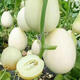 Emerald melon seeds, white thin-skinned cantaloupe seeds, four-season vegetable seeds, crispy melon seeds, early-ripening horn melons, one pack of each of 9 cantaloupe types, 38 capsules per pack + fertilizer