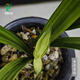 Wengyuan orchid ink orchid old species Nanguo Chunxiao flowers and leaves double art strong fragrance type diligent flower bud red flower green round potted plant Nanguo Chunxiao 2 seedlings large strong seedlings simple pot soil