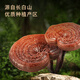 蓝景坊破壁灵芝孢子粉灵芝粉 增强免疫力保健食品 东北长白山特产 礼盒装120g（2g*30袋*2小盒）
