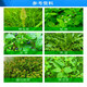 Shanghai Lian Plant Protection 757 Glyphosate Ammonium Salt 68% Glyphosate Glyphosate soluble granules Pesticide Non-cultural wasteland roadside weeds and roots will not damage the soil herbicide 50g/bag*1 bag