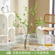 Flower e flow Nordic style horse drunken wood simulation green plant Japanese hanging clock plant decoration fake tree indoor living room floor-standing potted ornaments A model simulated hanging clock branches + small straight bottle